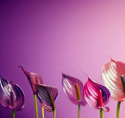 Fototapeta na wymiar pink tulips on a black background, with copyspace