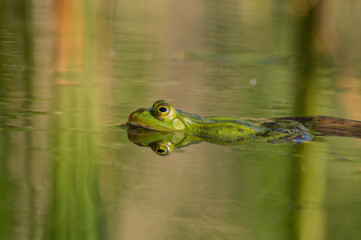 Obraz premium A frog swims in the pond water