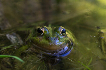 Obraz premium Close-up photo of a frog