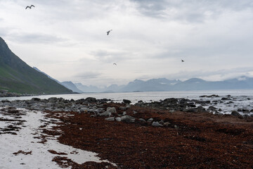 plage couverte d'algues rouge sous un ciel gris et hivernale