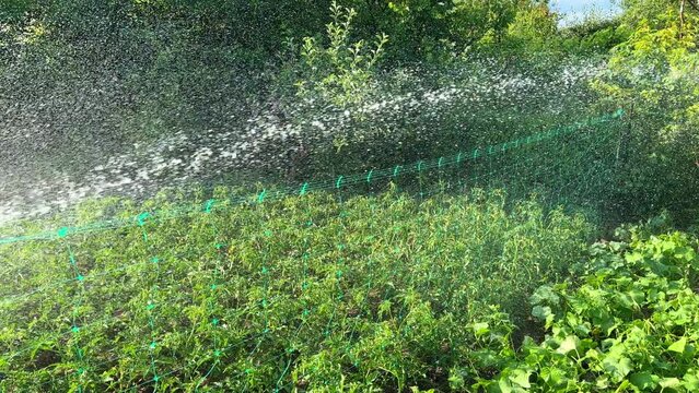 Vegetable garden beds are watered from hose. Hot summer weather in the farmland.