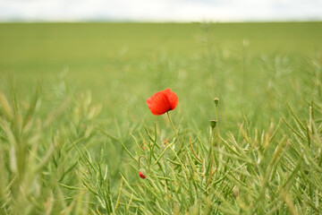 Closeup of a red poppy growing on a green field