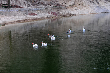 Naklejka na ściany i meble Duck and geese swimming in the lake.