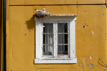 une mouette sur son nid au dessus d'une fenêtre