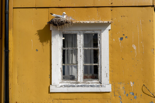 une mouette sur son nid au dessus d'une fen&ecirc;tre