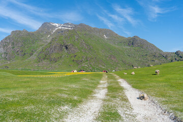 des moutons sur une prairie verte avec un chemin qui mène vers des montagnes 