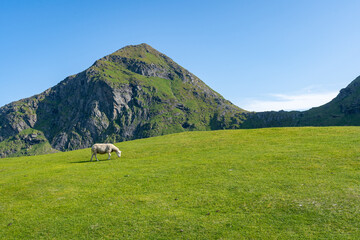 un mouton au milieu d'une prairie entourée de montagnes vertes 