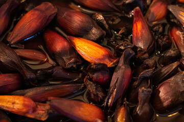 Pine cone and pine nuts (typical araucaria seed used as a condiment in Brazilian cuisine). Pine...