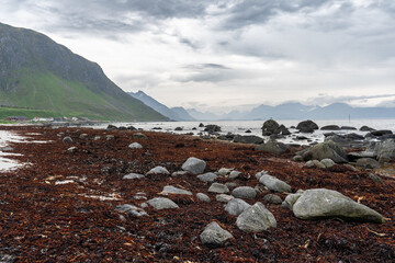 une plage couverte d'algues rouges et des petits rochers avec des montagnes en arrières plan