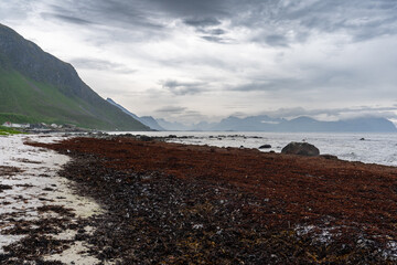 une plage couverte d'algues rouges , au pied de montagnes vertes