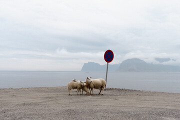 trois moutons isolés sur une route en bord de mer, au pied d'un panneau de circulation, interdit de stationer