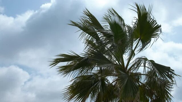 Palm branches sway against the background of the sky in the clouds.