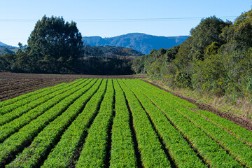 Fototapeta na wymiar Farm with agricultural planting in Santa Catarina.