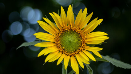 Naklejka premium Sunflower