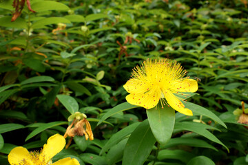 Fototapeta premium Close up of a Hypericum calycyinum flower aka Rose of Sharon 