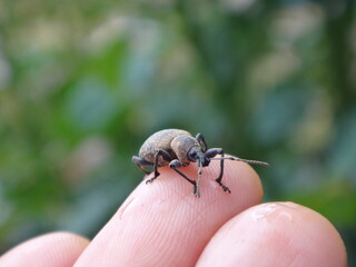 Armadillo weevil (Otiorhynchus armadillo) sitting on a tip of human finger