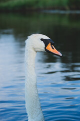 Swan on the river, swan closeup