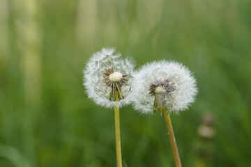 Naklejka premium dandelion on green background