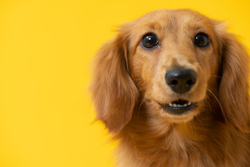 ダックスフンド,子犬,カラー背景,黄色