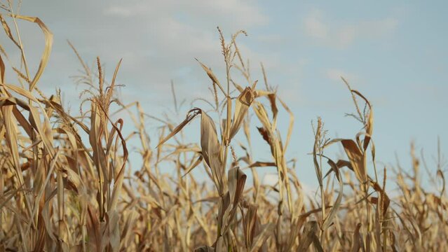Tops of dry corn plants sway in wind in sunlight against blue sky. Consequences of dry season from climate change and mismanagement with violation of technology.