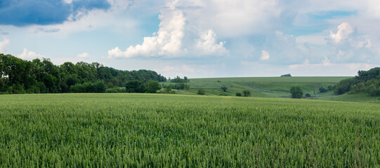 Green wheat field panorama with scenic cloudy sky. Spring barley ears growing with trees in background. Agriculture in Ukraine