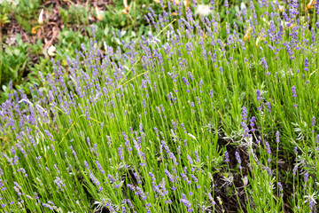 natural flower background. fresh lavender flowers close up on a sunny day