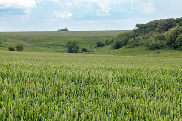 Obraz premium Green wheat field landscape. Young spring barley ears growing with cloudy sky and trees blurred background. Agriculture in Ukraine