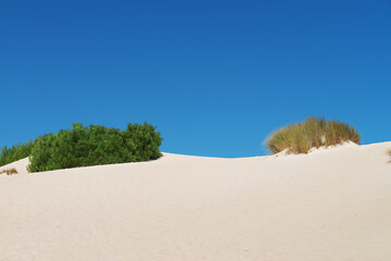 White sand dunes with bushes in Little Sahara, Kangaroo Island, South Australia