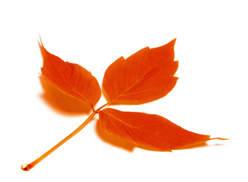 Red autumn leaf. Isolated on white background. Selective focus.