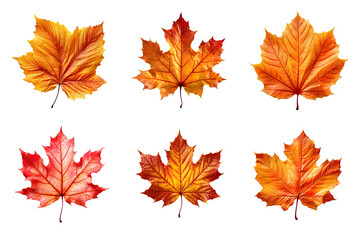 Obraz premium Collection of autumn leaves isolated on transparent background