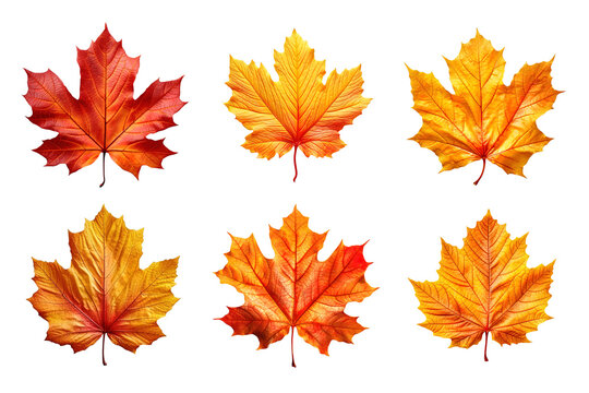 Collection of autumn leaves isolated on transparent background