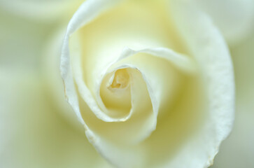 Close up on a white rose, selective focus