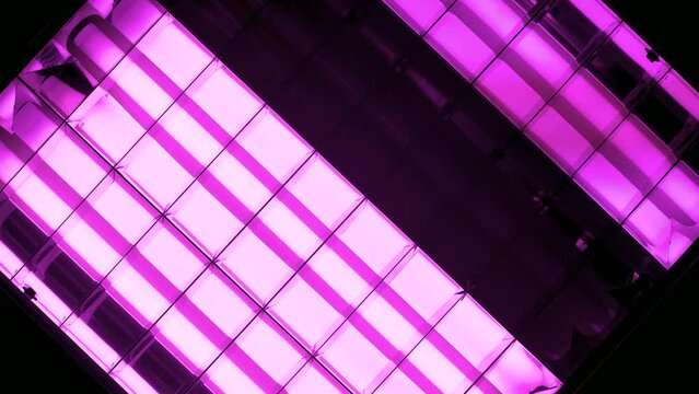 Turning on fluorescent neon pink fito lamps in square lampshade in dark room.