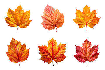 Collection of autumn leaves isolated on transparent background - Powered by Adobe