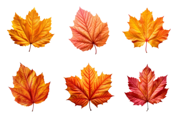 Collection of autumn leaves isolated on transparent background
