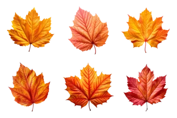Foto op Canvas Collection of autumn leaves isolated on transparent background © degungpranasiwi