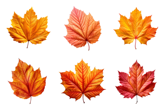 Collection of autumn leaves isolated on transparent background