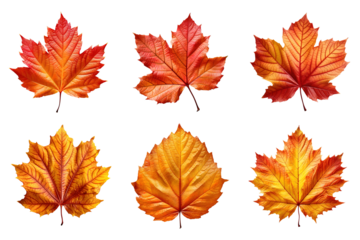 Collection of autumn leaves isolated on transparent background