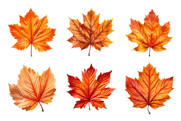 Collection of autumn leaves isolated on transparent background