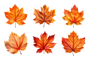 Collection of autumn leaves isolated on transparent background