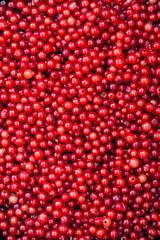Fresh delicious organic red currant as a background, top view