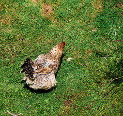 The Hen on Her Natural Stroll