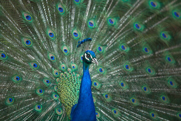 Fototapeta na wymiar Claiming indian peacock with tail extended, Cordoba Zoo, Spain