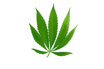 Cannabis leaf, marijuana isolated over white background