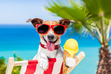 jack russell dog  on hammock at the beach relaxing  on summer vacation holidays,  eating a fresh...
