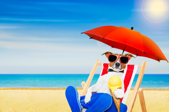 jack russell dog eating ice cream on a cone waffle on a beach chair or hammock with sunglasses on summer  vacation holidays