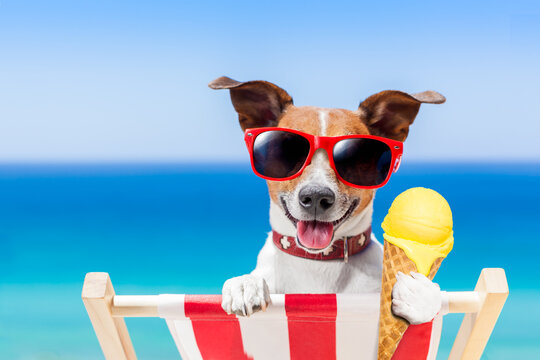 jack russell dog  on hammock at the beach relaxing  on summer vacation holidays,  eating a fresh lemon or vanilla ice cream on a cone waffle