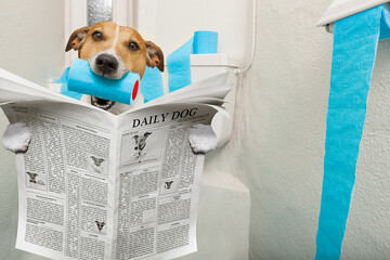 jack russell terrier, sitting on a toilet seat with digestion problems or constipation reading the...
