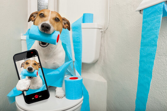 jack russell terrier, sitting on a toilet seat with digestion problems or constipation taking a selfie