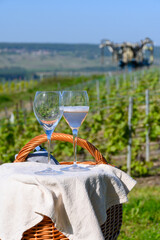 Tasting of premier cru sparkling rose wine with bubbles champagne with view on green pinot noir,...